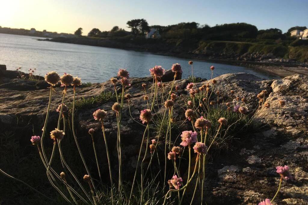 L'Olivier Du Cabellou, A 900 M Des Plages 孔卡尔诺 外观 照片